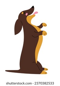 El pequeño Dachshund sentado sobre sus patas traseras y cola, pidiendo un regalo. Ilustración vectorial de diseño plano