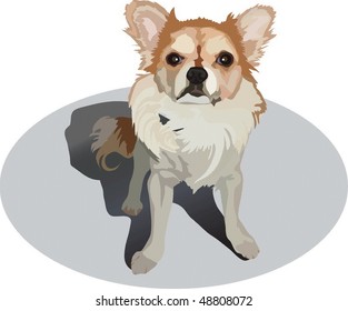    little dog