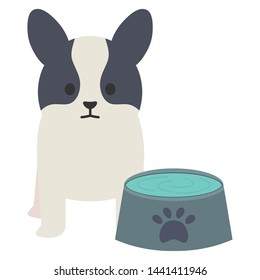 little dog adorable with dish water