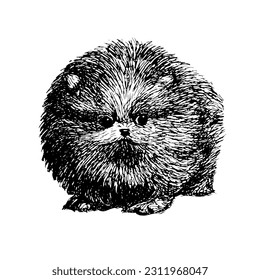 Petit chien pomeranian, une race de chien jouet