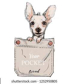 little dog in pocket