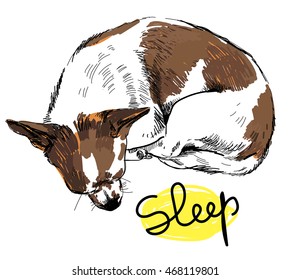 
Little dog sleeps . Sleeping chihuahua with red spots.