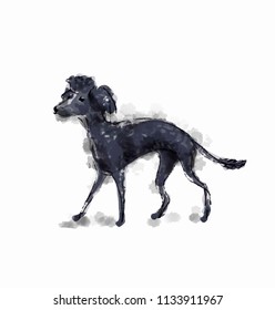 Little Dog Toy Poodle illustration. Hand drawn sketch of a pet.