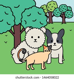 little dogs and cat in the park