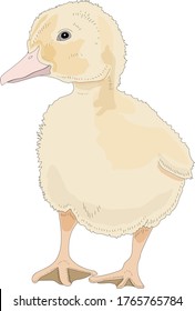 Little duck in vector on white background. Vector illustration of duck.