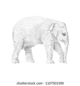 Little elephant is walking, moving forward, sketch vector graphics black and white drawing. African wildlife doodle illustration. Portrait of baby elephant, monochrome. Pencil drawing imitation.