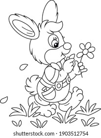 Little enamored bunny walking on grass and guessing on a daisy, black and white outline vector cartoon illustration for a coloring book page