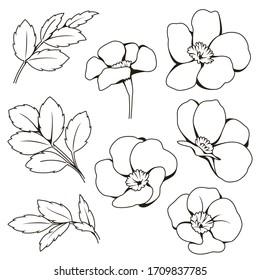 Little flower and leaves doodle outline vector illustration. Sheets pictures for paint. Used for coloring pages, book for kids, Embroidered pattern, wallpaper etc.