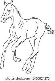 The little foal runs forward