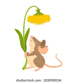 Little forest mouse holding dandelion. Meadow vole with flower. Rat keep blossom. Vector character isolated illustration on white background.