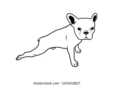 Little Frenchie and her cute butt. Cute French Bulldog is stretching exercises and preparing to do yoga.