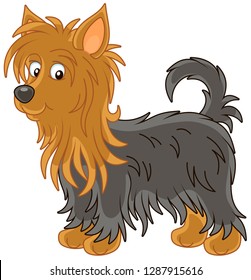 1,057 Silky terrier Images, Stock Photos & Vectors | Shutterstock