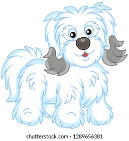 Little funny Bichon Avanese lap-dog with long white and grey hair, vector illustrations in a cartoon style
