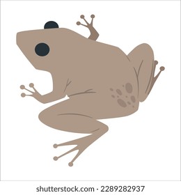 Little funny frog is sitting. Isolated on white background. In cartoon style. Vector illustration. Frog graphic icon. Frog gray sign isolated on white background.