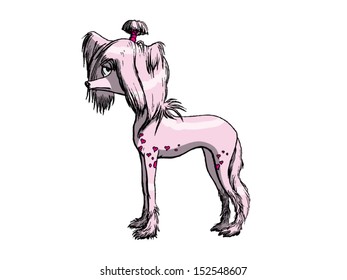 Little funny glamorous Chinese Crested dog