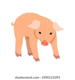 Little funny pig cartoon vector Illustration on a white background