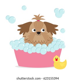 Little glamour tan Shih Tzu dog taking a bubble bath. Yellow duck bird toy. Cute cartoon baby character. Flat design. White background. Vector illustration