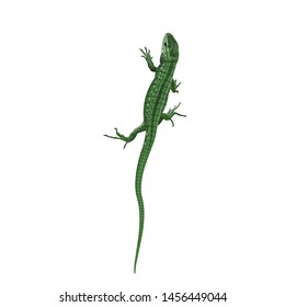Little green lizard. View from the top. Vector illustration in realistic style isolated on white background