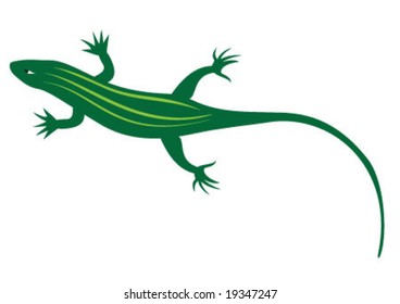 The little green lizard is walking