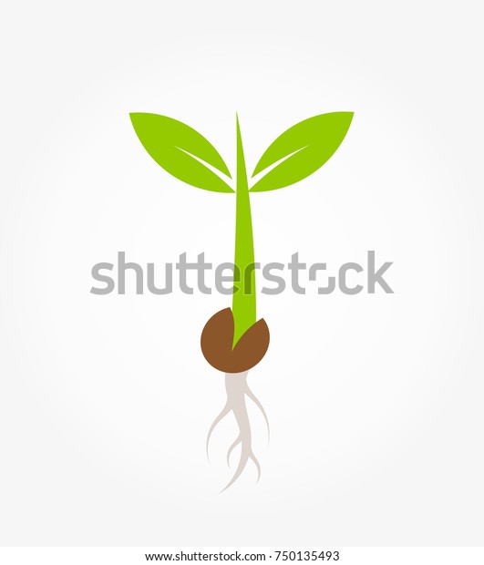 種のアイコンから発芽する小さな緑の植物の苗 ベクターイラスト のベクター画像素材 ロイヤリティフリー