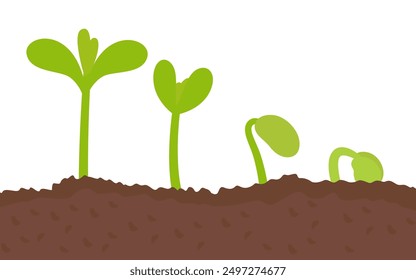 Little green seedlings growing in fertile soil, plant growth evolution from seed to sapling vector