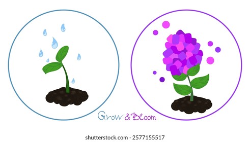 The little green sprout is watered with clean water. A beautiful flower emerges from the seedling. Fancy purple hydrangea, purple and pink shades. Cards for school, botany, development, creativity