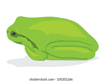 Little green tree-frog - illustration