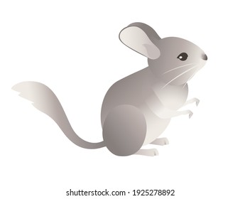 Little grey chinchilla cute fluffy pet cartoon animal design vector illustration isolated on white background