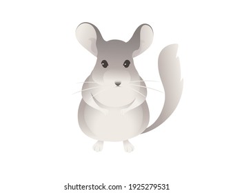 Little grey chinchilla cute fluffy pet cartoon animal design vector illustration isolated on white background