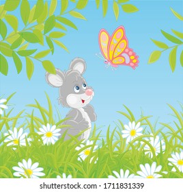 Little grey mouse friendly smiling and watching a bright colorful butterfly flittering over white daisies hiding among green grass of a pretty summer field on a sunny day, vector cartoon illustration