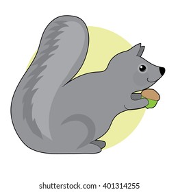 A little grey squirrel with a big fluffy tail is eating an acorn