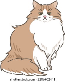 little grumpy brown maine coon