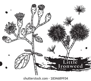 Little Ironweed vector drawing.Hand drawn line drawing Chinese herbal medicine. Chinese herbal medicine.
Vernonia cinerea Less.,Conyza cinerea typical in tropical asia in nature with natural outdoor.
