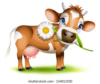 Little Jersey cow eating daisy