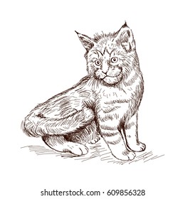 Little kitten of breed Maine Coon. Cat sitting. Hand drawn sketch. Vector illustration isolated on white background.