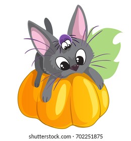 Little kitten lying on pumpkin with his friend spider, vector picture