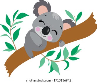 Little koala sleeping on eucalyptus branch
