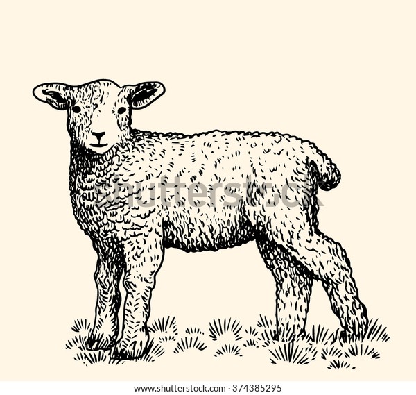 Download Little Lamb Stock Vector (Royalty Free) 374385295