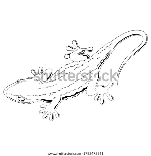小さな線画トカゲ動物爬虫類ベクター画像デザインイラスト のベクター画像素材 ロイヤリティフリー