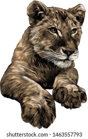 little lion cub head and paws, sketch vector graphic color illustration on white background