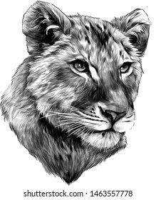 Little Lion Cub Head, Sketch Vector Graphic Monochrome Illustration On White Background