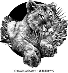 little lion lies full length on the background of a round composition of tropical plants, sketch vector graphics monochrome illustration on a white background