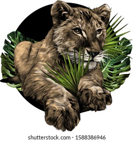 little lion lying full length on the background of a round composition of tropical plants, sketch vector graphics color illustration on a white background