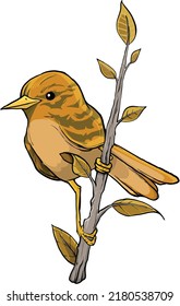 the little lonely sparrow on a branch vector 