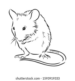 little mouse, hamster, vector sketch