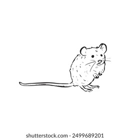 A little mouse illustration with a long tail. Field mouse in black and white sketch style. Vector hand drawn rodent. 