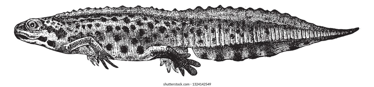 The little newt, vintage engraved illustration. From Deutch Vogel Teaching in Zoology.
