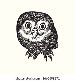 Little owl  (Athene noctua) top view, hand drawn doodle, drawing sketch in gravure style, vector illustration