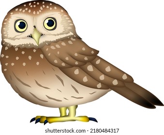 'Little owl' illustration. Vector EPS format.