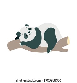 Little panda. Cute illustration of funny baby panda sleeping on a tree isolated on a white background. Vector 10 EPS